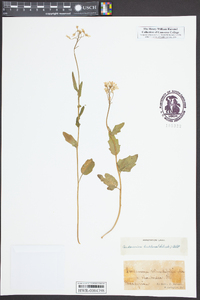 Cardamine bulbosa image