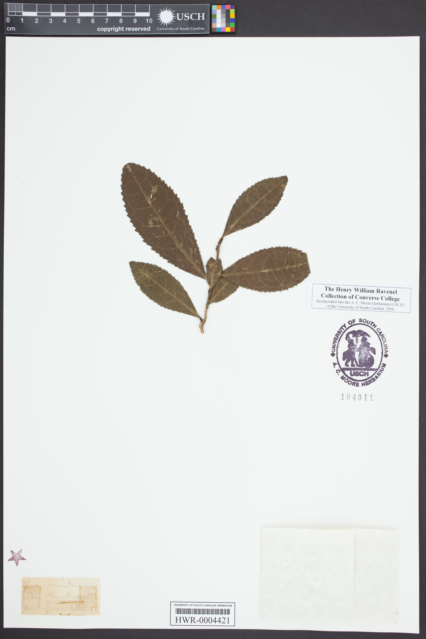 Camellia sinensis image