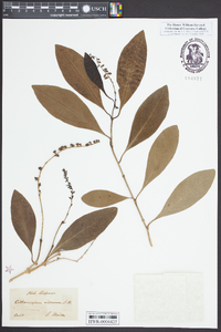 Citharexylum spinosum image