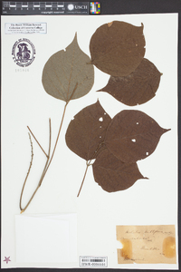Dioclea multiflora image