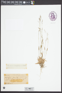 Dichanthelium ensifolium image