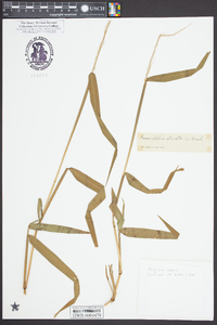 Sacciolepis striata image