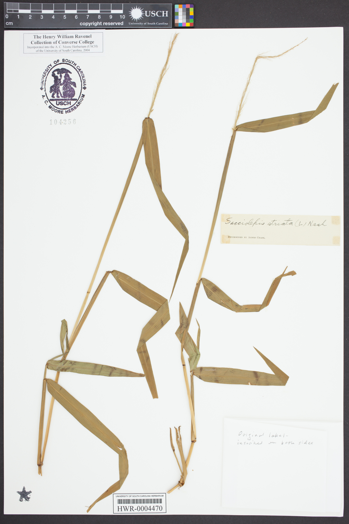 Sacciolepis striata image