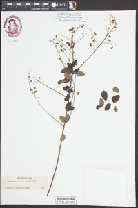 Desmodium ciliare image