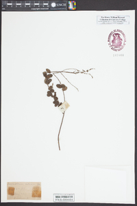 Desmodium ciliare image