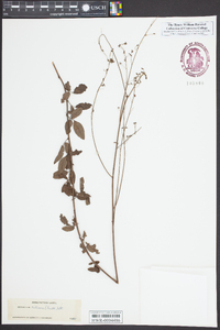 Desmodium ciliare image