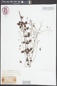 Desmodium marilandicum image