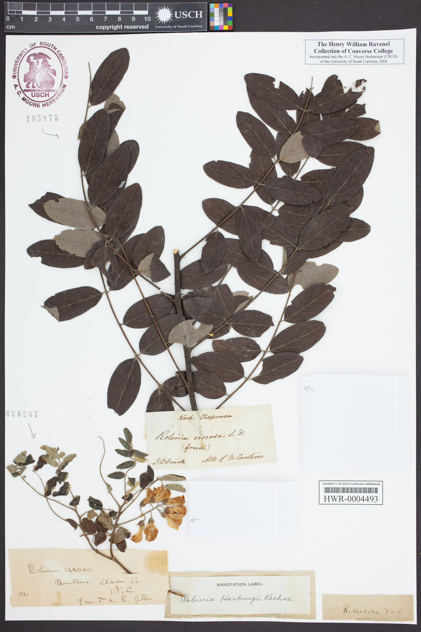 Robinia viscosa var. hartwegii image