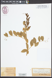 Lathyrus japonicus var. maritimus image