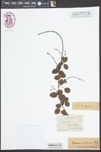 Desmodium lineatum image