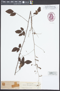 Desmodium laevigatum image