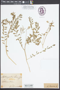 Astragalus hamosus image