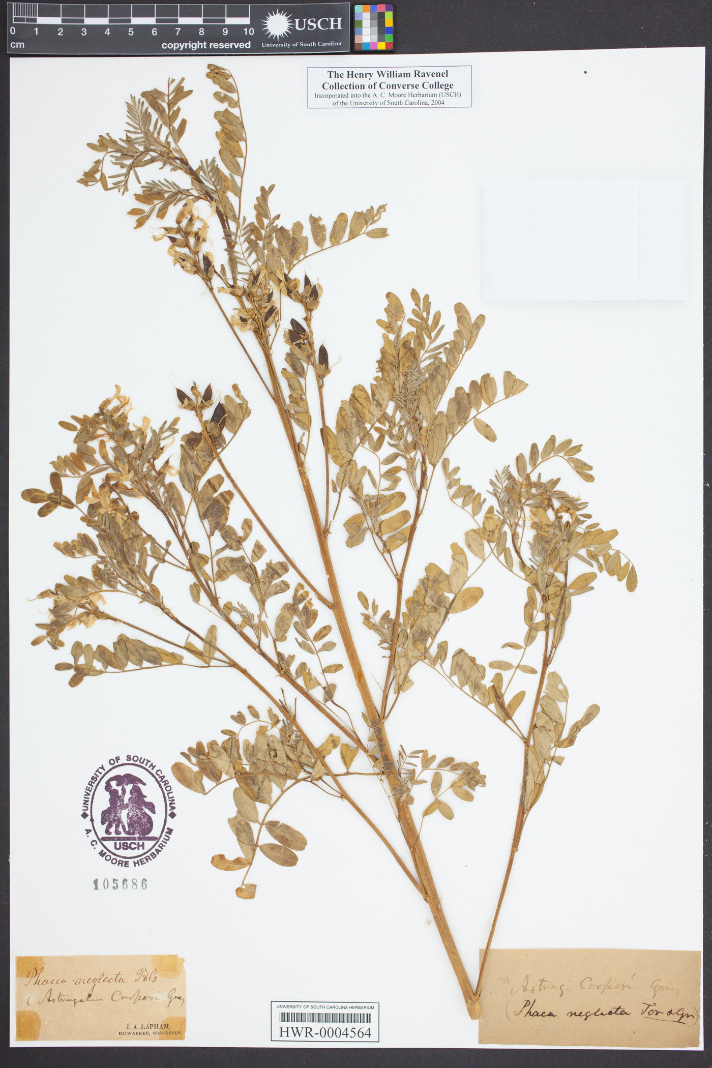 Astragalus neglectus image