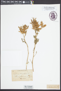 Lupinus argenteus var. argenteus image