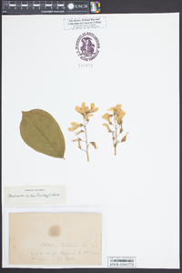 Cladrastis kentukea image