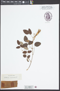 Clitoria mariana image