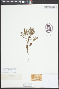 Ellisia nyctelea image