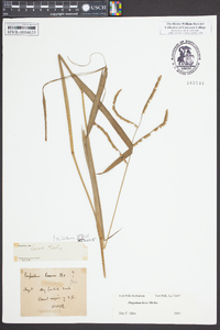 Paspalum laeve image