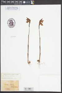 Arethusa bulbosa image