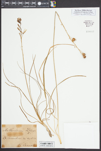 Anthericum liliago image