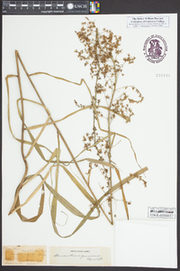 Stenanthium gramineum image