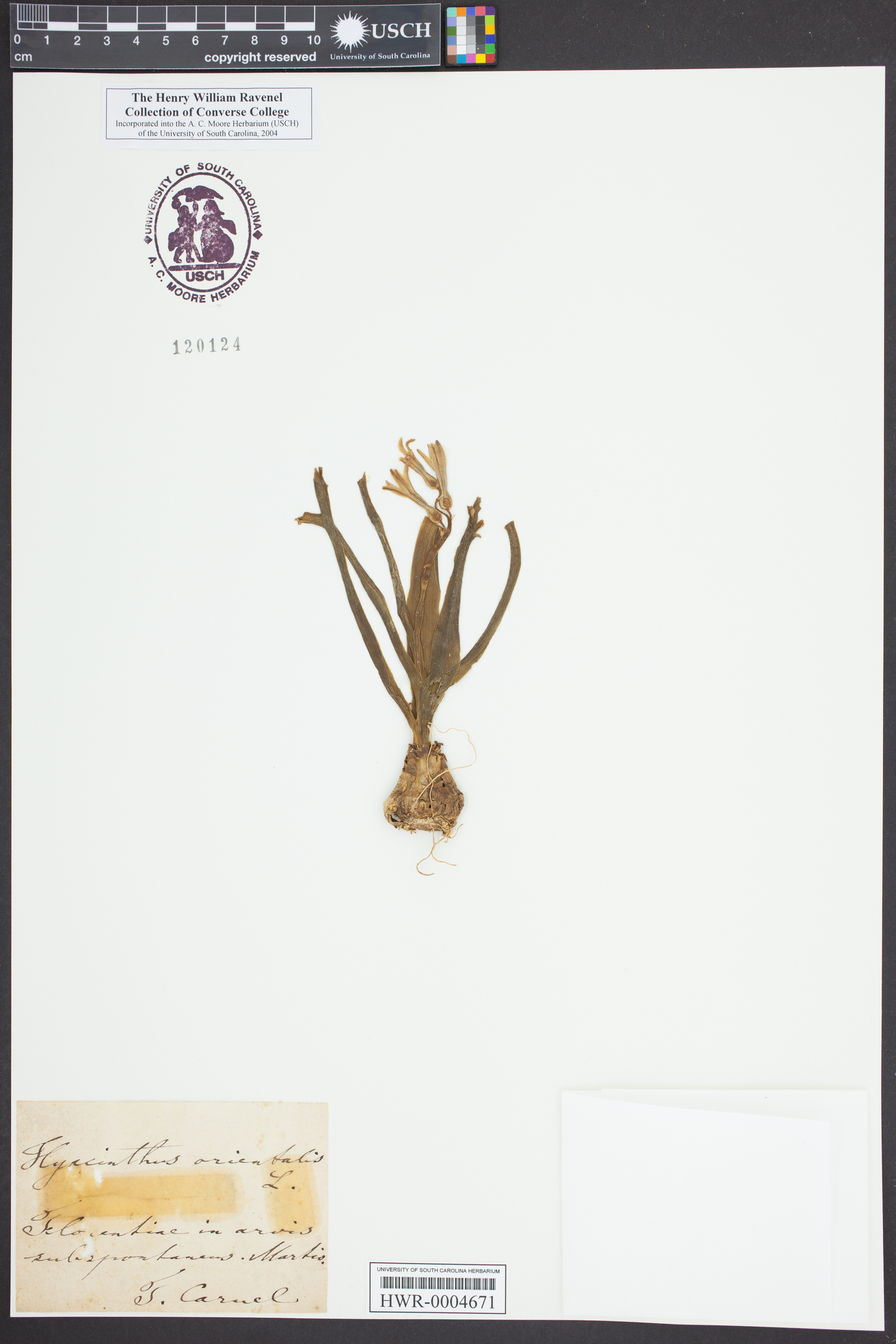 Hyacinthus orientalis image