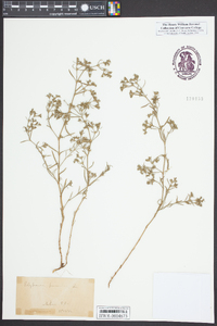 Polypremum procumbens image