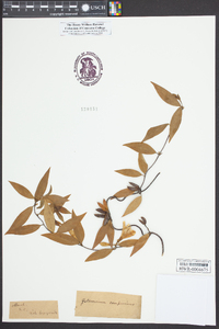 Gelsemium sempervirens image