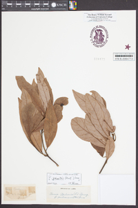 Persea palustris image