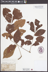 Carya myristiciformis image