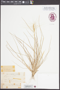 Elymus elymoides subsp. elymoides image