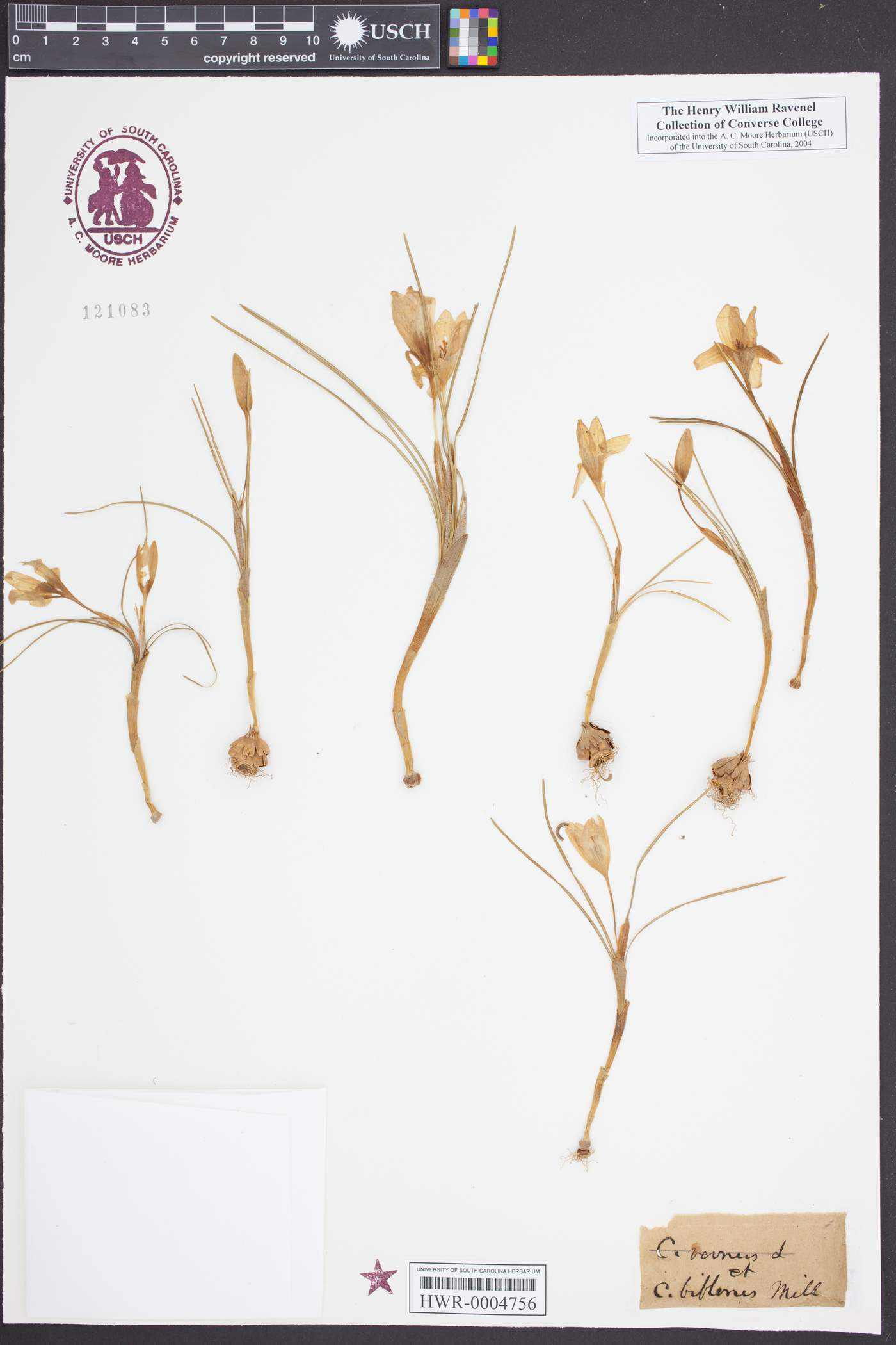 Crocus biflorus subsp. adamii image