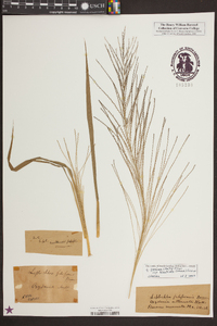 Leptochloa panicea image