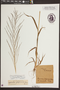 Leptochloa panicea image