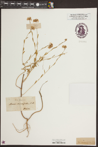 Warea cuneifolia image