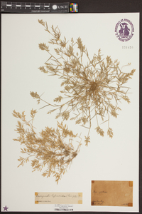 Eragrostis hypnoides image