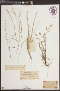 Eragrostis cumingii image