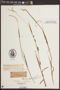 Paspalum setaceum var. setaceum image