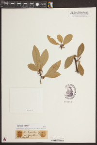 Sideroxylon lycioides image