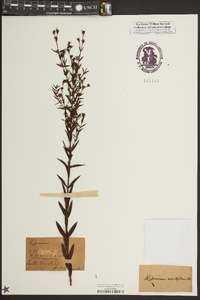 Hypericum acutifolium image