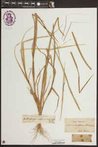 Heteropogon melanocarpus image