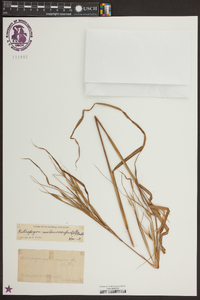 Heteropogon melanocarpus image