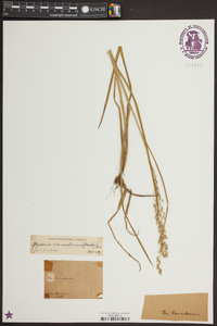 Glyceria canadensis image