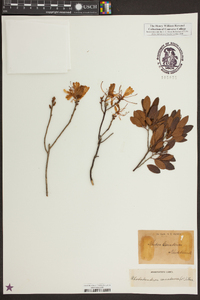 Rhododendron canadense image