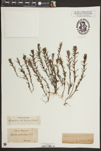 Gratiola hispida image