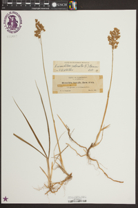 Anthoxanthum nitens image