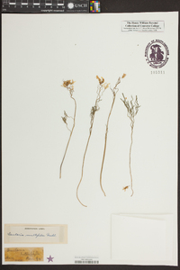 Cardamine dissecta image