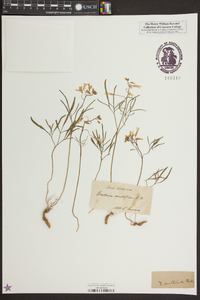 Cardamine dissecta image