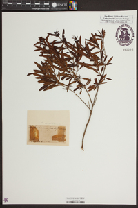 Hypericum densiflorum image