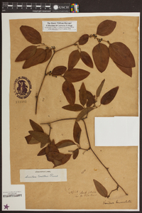 Smilax walteri image